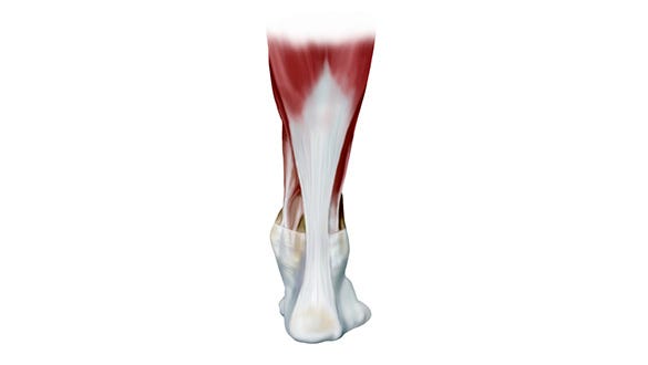 Depiction of the anatomy of the achilles tendon 