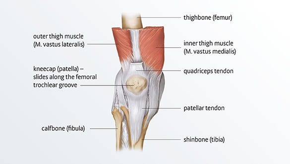 Anatomy of the knee joint