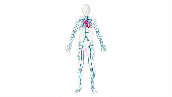 image showing the human  circulatory system with the heart, arteries, and veins highlighted