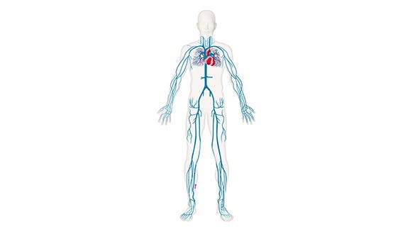 image showing the human  circulatory system with the heart, arteries, and veins highlighted