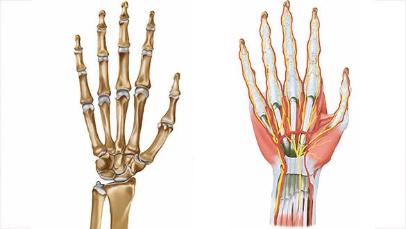 Anatomy of the hand