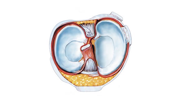 Depiction of the anatomy of the inside of the knee joint from a birds eyes view