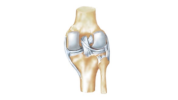 image depicting the anatomy of the knee joint including the bone structure and tendons