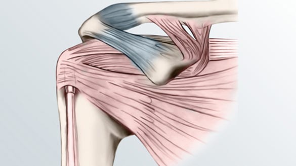 Shoulder joint